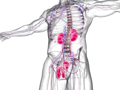 Vasculaire anatomie van erectie